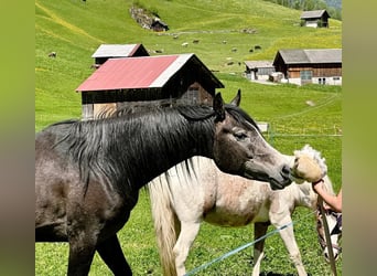 Vollblutaraber, Hengst, 4 Jahre, 146 cm, Rappschimmel