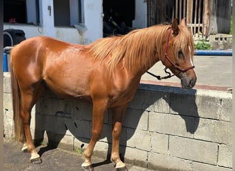 Vollblutaraber, Hengst, 4 Jahre, 150 cm, Fuchs