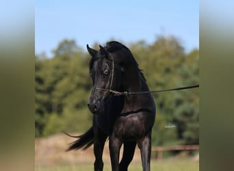 Vollblutaraber, Hengst, 4 Jahre, 150 cm, Rappe