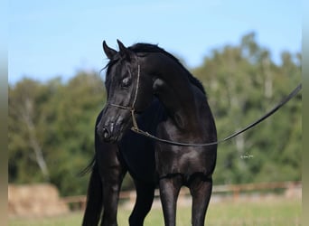 Vollblutaraber, Hengst, 4 Jahre, 150 cm, Rappe