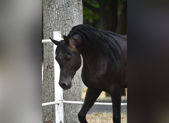 Vollblutaraber, Hengst, 4 Jahre, 152 cm, Dunkelbrauner