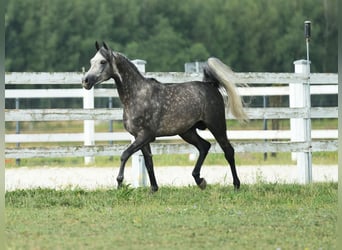 Vollblutaraber, Hengst, 4 Jahre, Schimmel