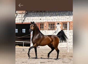 Vollblutaraber, Hengst, 5 Jahre, 152 cm, Brauner