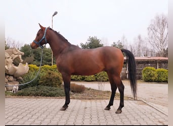 Vollblutaraber, Hengst, 5 Jahre, 153 cm, Dunkelbrauner
