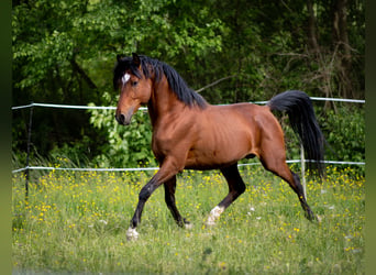Vollblutaraber, Hengst, 5 Jahre, 156 cm, Brauner