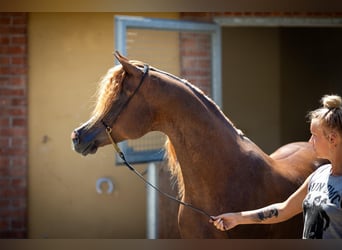 Vollblutaraber, Hengst, 5 Jahre, 158 cm, Dunkelfuchs