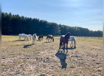 Vollblutaraber, Hengst, 5 Jahre