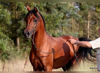 Vollblutaraber, Hengst, 6 Jahre, 153 cm, Brauner