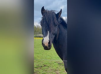 Vollblutaraber, Hengst, 6 Jahre, 155 cm, Rappe