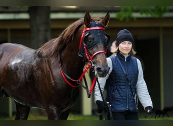 Vollblutaraber, Hengst, 6 Jahre, 159 cm, Dunkelfuchs