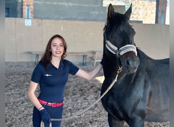 Vollblutaraber, Hengst, 6 Jahre, 160 cm, Schwarzbrauner
