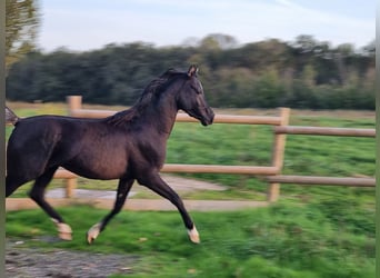 Vollblutaraber, Hengst, 6 Jahre, Rappe