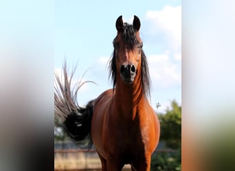 Vollblutaraber, Hengst, 7 Jahre, 154 cm, Brauner