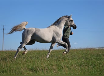 Vollblutaraber, Hengst, 7 Jahre, 154 cm, Schimmel