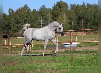 Vollblutaraber, Hengst, 7 Jahre, 154 cm, Schimmel