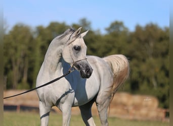 Vollblutaraber, Hengst, 7 Jahre, 154 cm, Schimmel