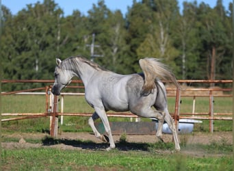Vollblutaraber, Hengst, 7 Jahre, 154 cm, Schimmel