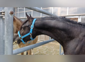 Vollblutaraber, Hengst, 7 Jahre, 155 cm, Rappe