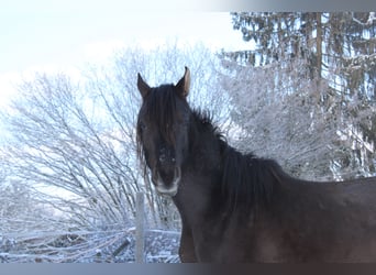 Vollblutaraber, Hengst, 7 Jahre, 160 cm, Rappe