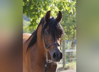 Vollblutaraber, Hengst, 7 Jahre, Brauner