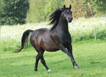 Vollblutaraber, Hengst, 8 Jahre, 152 cm, Dunkelbrauner