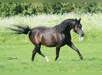 Vollblutaraber, Hengst, 8 Jahre, 152 cm, Dunkelbrauner