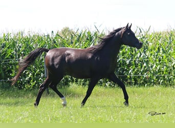 Vollblutaraber, Hengst, 8 Jahre, 152 cm, Dunkelbrauner