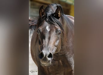 Vollblutaraber, Hengst, 8 Jahre, 152 cm, Dunkelbrauner