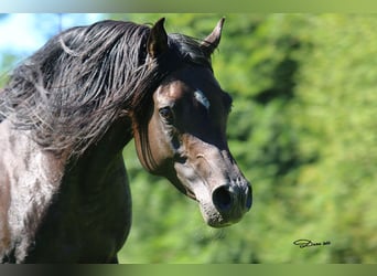 Vollblutaraber, Hengst, 8 Jahre, 152 cm, Dunkelbrauner