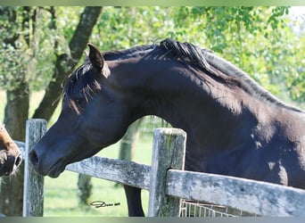 Vollblutaraber, Hengst, 8 Jahre, 152 cm, Dunkelbrauner