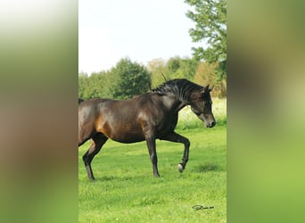 Vollblutaraber, Hengst, 8 Jahre, 152 cm, Dunkelbrauner