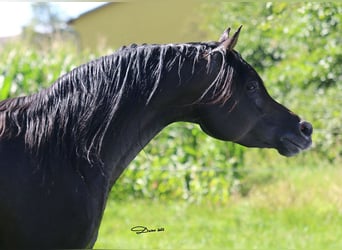 Vollblutaraber, Hengst, 8 Jahre, 152 cm, Dunkelbrauner
