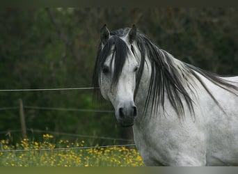 Vollblutaraber, Hengst, 8 Jahre, 152 cm, Schimmel