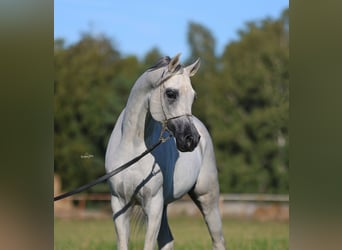 Vollblutaraber, Hengst, 8 Jahre, 154 cm, Schimmel