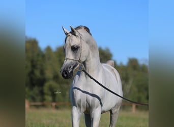 Vollblutaraber, Hengst, 8 Jahre, 154 cm, Schimmel