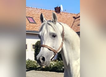 Vollblutaraber, Hengst, 8 Jahre, Schimmel
