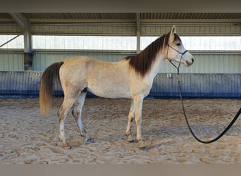 Vollblutaraber, Hengst, 9 Jahre, 152 cm, Schimmel