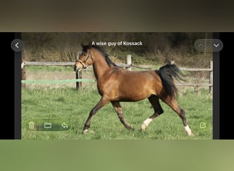 Vollblutaraber, Hengst, 11 Jahre, 156 cm, Brauner