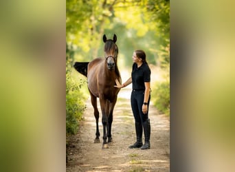 Vollblutaraber, Hengst, 3 Jahre, 155 cm, Brauner