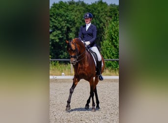 Vollblutaraber, Hengst, 9 Jahre, 163 cm, Brauner