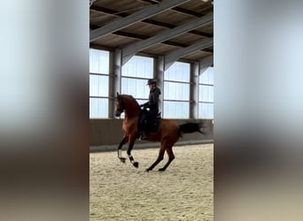 Vollblutaraber, Hengst, 10 Jahre, 163 cm, Brauner