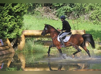 Vollblutaraber, Hengst, 13 Jahre, 150 cm, Brauner