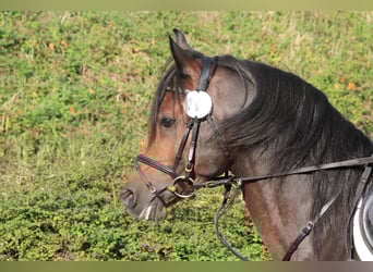 Vollblutaraber, Hengst, 10 Jahre, 152 cm, Dunkelbrauner