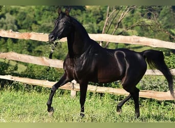 Vollblutaraber, Hengst, 17 Jahre, 154 cm, Dunkelbrauner