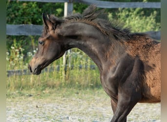 Vollblutaraber, Hengst, , 153 cm, Dunkelbrauner