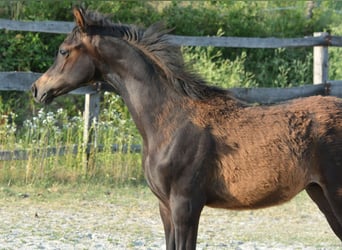 Vollblutaraber, Hengst, , 153 cm, Dunkelbrauner