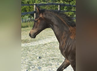 Vollblutaraber, Hengst, , 153 cm, Dunkelbrauner