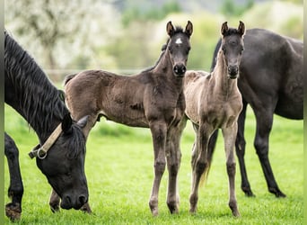 Vollblutaraber, Hengst, Fohlen (03/2024), 153 cm, Rappe