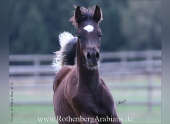 Vollblutaraber, Hengst, Fohlen (04/2026), 153 cm, Rappe