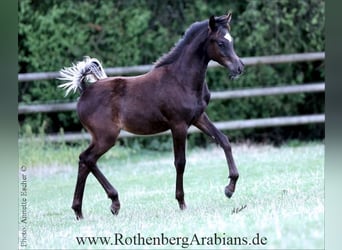 Vollblutaraber, Hengst, Fohlen (04/2026), 153 cm, Rappe